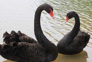 黑天鹅技能爆料最新版,颠覆传统，引领未来